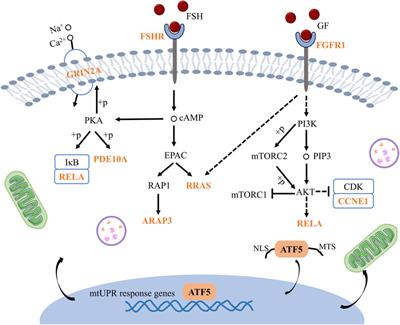 Decreased ATF5 level contributes to improved mitochondrial function in oocytes exposed to vitrification stress